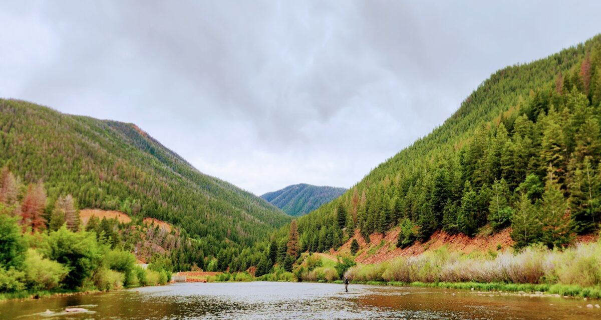 Summer Market Update: Opportunities in the Wild (Market)