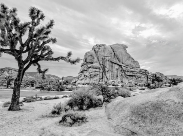 September 2026 Market Update: A Landscape Full of Neutrals