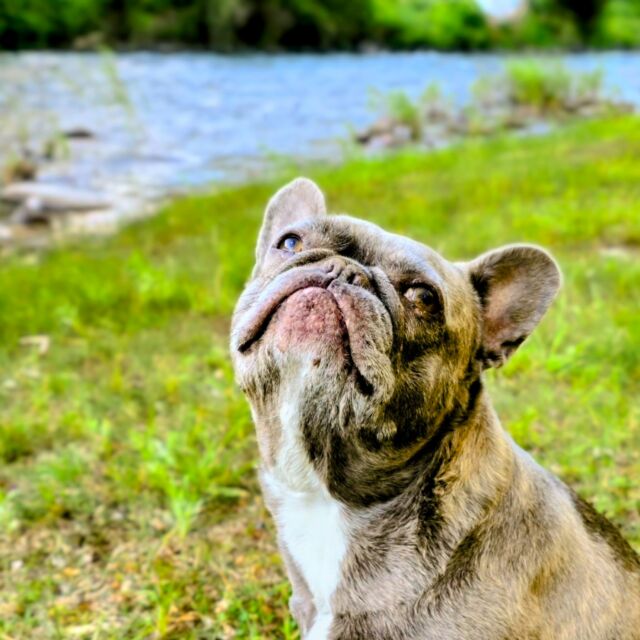 LuLu loves it when we can get a Crystal River RV site.